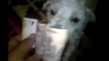 Dick, Shemale, Black-cock - Shemale - 2025 - Amazing - Performance - Video 3882776