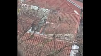 Passarinho Safado Batendo Aquela Punhetinha Básica Pra Passarinha Do Lado