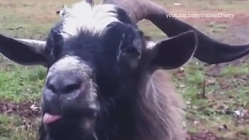 Skrillex _ Damian Marley - Make It Bun Dem (a. Cover) [only a. sounds]