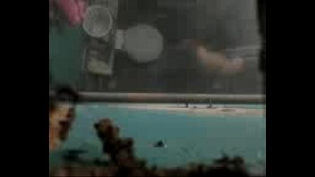 Amateur, Madura, 2013, Chepita - Amateur - 2025 - Wild - Show - Video 6313197