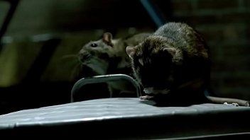 Cardinal Gay Dancing In The Rain