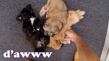 Xxx Pawn - Things Get Weird When Valerie White Brings Puppies Into Our Shop