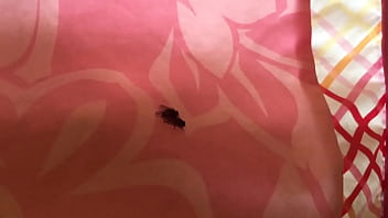 Moscas Follando De Perrito- Big Cock Zoohard Xd