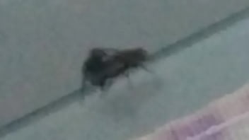 Mosca Safada Enrrabando Mosca Putinha - shemale, safadas, moscas - Video 3590917