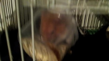 Milaneso Come Avena Como Loco