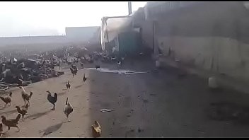 Botando As Galinha Pra Correr Escola Estadual Muriaé-mg