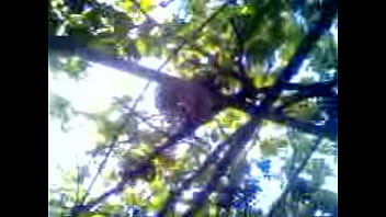 Amateur, Le, Como, Gusta - Amateur - 2025 - Amazing - Session - Video 6297502