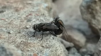 Mosquinha Safada Não Perdoa Porno Amador By: Pedroca