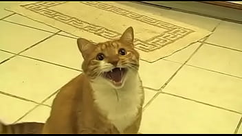 Gato, Corto - Unknown - 2025 - Sexy - Scene - Video 3572650