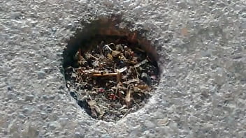 Família De Formigas Transando Ao Som De Globo Rural