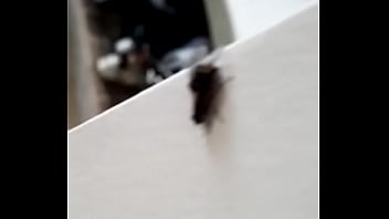 Sex, Fly-porn - Unknown - 2025 - Incredible - Performance - Video 3339859