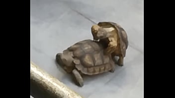 Tortugos Sexys Teniendo Sexo Hardcore Anal Rico