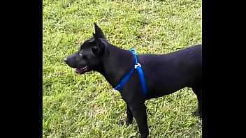 Bye, My-dog, Xu6ji3-6fm4 - Unknown - 2025 - Passionate - Show - Video 3538696