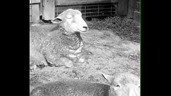 Pig, Gay, Boy, Soloboy - Gay - 2025 - Incredible - Show - Video 3473652