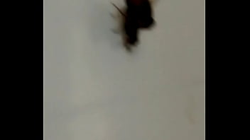 Moscão Pega De Jeito Mosquinha Ninfeta