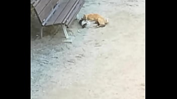 Two Cats Having Fun