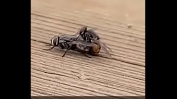 Moscas Safadas Ao Som Envolvente