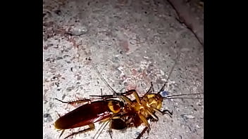 Cucarachas Teniendo Sexo