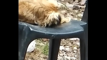 Vídeo De Verificación - verification-video - Video 3184110