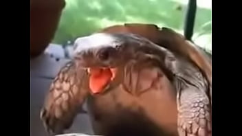 El Morrocoy José Cojiendose A La Tortuga Daniela Que Se Deja Dar Por El Chiquito