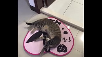 Verification Video - verification-video - Video 3321696