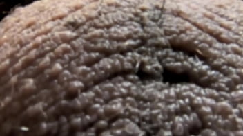 Ablatisque Testiculis (balls In Latin)