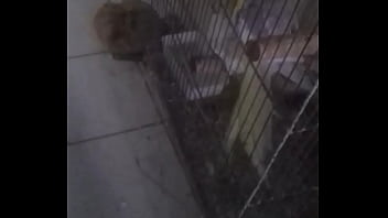 Especial Porão Dos Sonhos