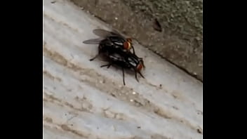 Heteros, Mosquetao - Unknown - 2025 - Incredible - Session - Video 3314656