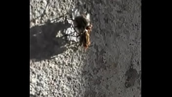 Mosco Moscando Com A Mosca D. Bem Gostosinho