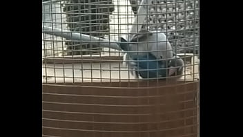 Pomba Transmissora Da Doença Criptococose Fodendo Como Se Não Houvesse Amanhã. By: Pedro Sarrador.