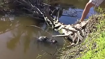 Just A Cool American Alligator With Glasses After Party.
