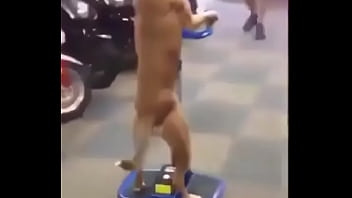 Alexis Texas Gang Banged Thugs (cyborg )