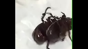 Kkkkk, Que-nojo - Unknown - 2025 - Intense - Session - Video 3252747