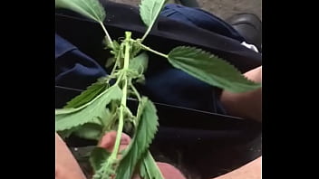 Sounding With Nettles