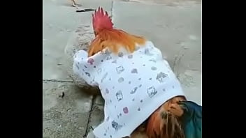 Galo De Combate Sniper Descendo O Chumbo Em