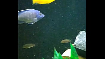 Pissing Restaurant Bathroom Goi_nia