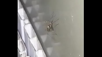 Muriçoca Soca Na Safada