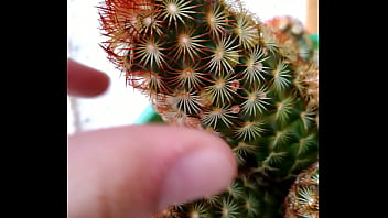 Caquito Porn (outdoors Asmr)