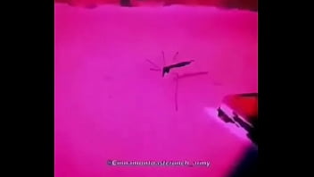 Memes, Momos - Unknown - 2025 - Passionate - Experience - Video 2914711