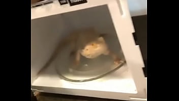 Dank, Memes, Press-f - Unknown - 2025 - Passionate - Show - Video 3227788