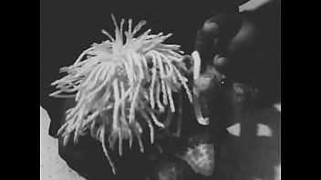 Señor Maduro Montando Little Ponny