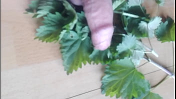 Cock, Amateur, Bdsm, Cbt, Soloboy, Nettle - Amateur - 2025 - Hot - Scene - Video 3132303