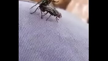 Muskita Safada Sendo V. Por Moskito Dotado