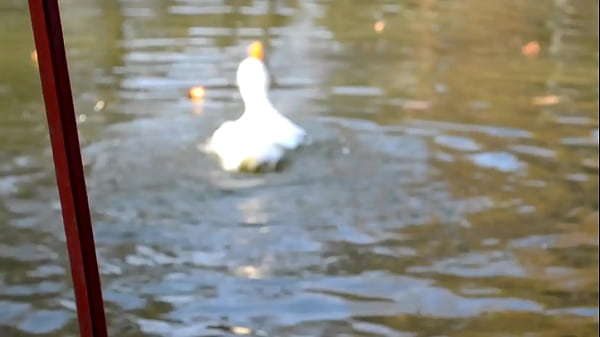 Vídeo De Verificación - verification-video - Video 3200199