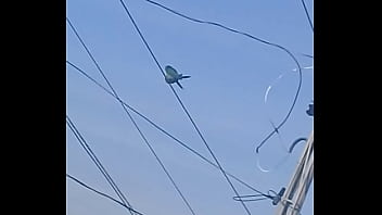 Papagaios Transando No Fio Ao Vivasso