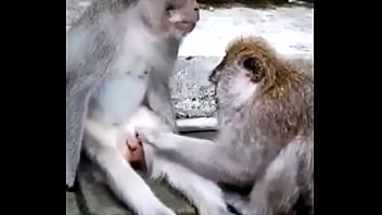 Funny, Monkey - Unknown - 2025 - Hot - Scene - Video 2995219