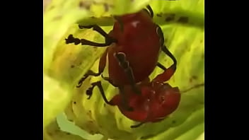 Casal De Besouros Safados Metendo No Pé De Cajú, Achando Que Não Ia Ser Descoberto Kkk Segue No Insta: @solteiras Nuas
