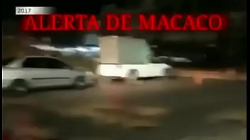 Macacos Fodem Cidade E Causam Alerta Tesudo Nas Novinhas