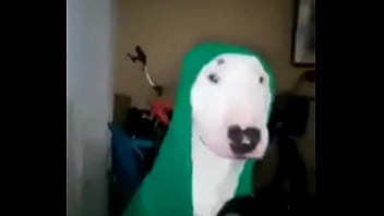 Cachorro Se Preparando Pro Rango Gostoso