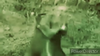 Cangurus Brigando Ao Som De Link Park 2020 Atualizado